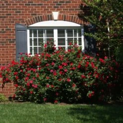 The Grand Champion™ Rose -Blooming Yard The Grand Champion Rose 1