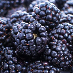 Thornless Blackberry -Blooming Yard Thornless Blackberry 1