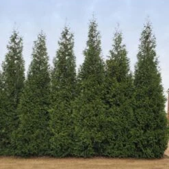 Junior Giant Thuja Tree -Blooming Yard Thuja Junior Giant BB 2