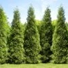 Junior Giant Thuja Tree -Blooming Yard Thuja Junior Giant FGT