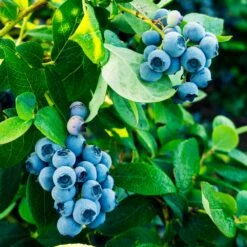 Tifblue Blueberry - USDA Organic -Blooming Yard TifBlue Blueberry 1 4abf087f 55f9 47be 9859 69b1a07bf8d8