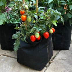 Patio Tomato Garden -Blooming Yard Tomato Garden kit 1