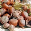 Tonda Di Giffoni Filbert -Blooming Yard Tonda Hazelnuts 400