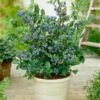 Top Hat Blueberry Bush -Blooming Yard Tophat BLueberry FGT 600x600 a5719f76 8f23 4e54 96ff 2e9680dd339f