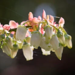 Toro Blueberry Bush - USDA Organic -Blooming Yard Toro Blueberry 3 1cbc3ceb 6262 43bb 917a 490851827d67