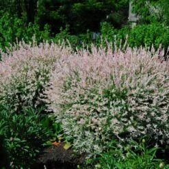 Tri-Color Dappled Willow 10 Tri-Color Dappled Willow -Blooming Yard Tri Color Willow Shrub 2