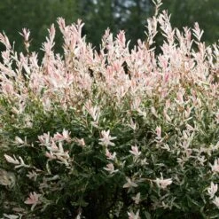 Tri-Color Willow Tree -Blooming Yard Tri color Willow 1 FGT 7d486ca6 2975 4fd2 8639 4e87e9aac05c