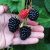 Triple Crown Blackberry Plant - USDA Organic -Blooming Yard Triple Crown Blackberry 600x600 4738c29c 5a3b 48de 9f14 21b727d2b5a2