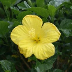Yellow Tropical Hibiscus Tree 8 Yellow Tropical Hibiscus Tree -Blooming Yard Tropical Hibiscus Yellow 3