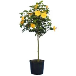 Yellow Tropical Hibiscus Tree 9 Yellow Tropical Hibiscus Tree -Blooming Yard Tropical Hibiscus Yellow 4