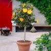 Yellow Tropical Hibiscus Tree -Blooming Yard Tropical Hibiscus Yellow FGT 600x600 fc3eae3c 4fde 45b0 8545 fdf2d03ffcb8