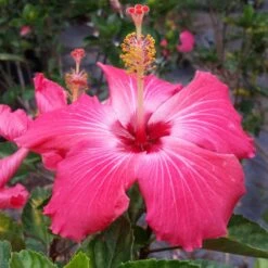 Pink Tropical Hibiscus Tree -Blooming Yard Tropical Pink Hibiscus 3 FGT