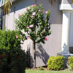 Pink Tropical Hibiscus Tree -Blooming Yard Tropical Pink Hibiscus 6