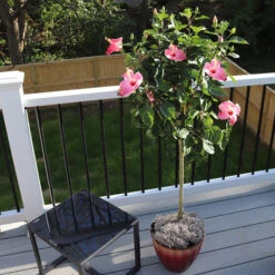 Blooming Yard 8 Pink Tropical Hibiscus Tree