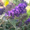 True Blue Butterfly Bush (Tree Form) -Blooming Yard True Blue Butterfly FGT 600x600 c8fd70f2 c927 472f 8921 225e9450e39d