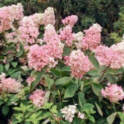 Vanilla Strawberry™ Hydrangea Shrub -Blooming Yard Vanilla Strawberry Hydrangea 3 FGT