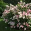Vanilla Strawberry™ Hydrangea Shrub -Blooming Yard Vanilla Strawberry Hydrangea FGT 600x600 4867194f d96b 47ef 8e0e 42a2f236ee41