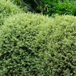Variegated Boxwood Shrub -Blooming Yard Variegated Boxwood 1
