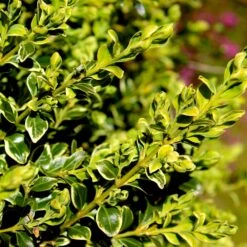Variegated Boxwood Shrub -Blooming Yard Variegated Boxwood 4 FGT