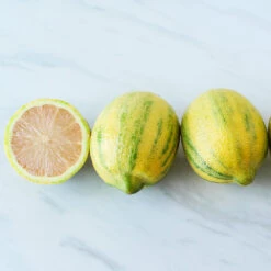 Pink Variegated Eureka Lemon Bush -Blooming Yard Variegated Pink Eureka 2 BB