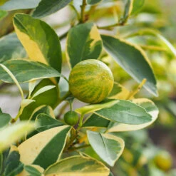 Pink Variegated Eureka Lemon Tree 9 Pink Variegated Eureka Lemon Tree -Blooming Yard Variegated Pink Eureka 5