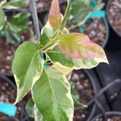 Pink Variegated Eureka Lemon Tree -Blooming Yard Variegated Pink Eureka 7 056a21e5 a8ca 49f0 ab7f 8c763a03bbd9