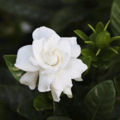 Gardenia 'Veitchii' Shrub -Blooming Yard Veitchii Gardenia 2 FGT