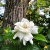 Gardenia 'Veitchii' Shrub -Blooming Yard Veitchii Gardenia FGT 600x600 682342a2 f824 4657 b803 57a8bc017673