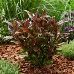 Coppertop® Sweet Viburnum Shrub -Blooming Yard Viburnum Coppertop 2