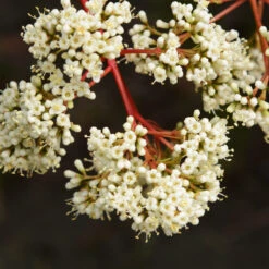 Coppertop® Sweet Viburnum Shrub -Blooming Yard Viburnum Coppertop 3