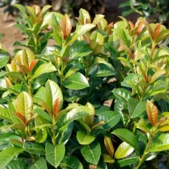 Volcano Cherry Laurel -Blooming Yard Volcano Laurel 3 FGT