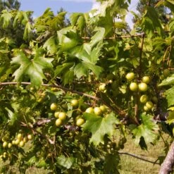 Wine Lover's Kit -Blooming Yard WIne Lovers Kit 2