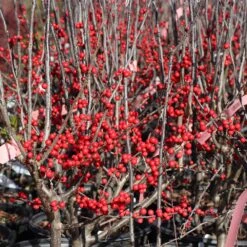 Winter Red Winterberry Holly Shrub -Blooming Yard WInter Red winterberry 3G