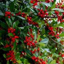 Winter Red Winterberry Holly Shrub -Blooming Yard WInter Red winterberry 6