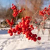 Winter Red Winterberry Holly Shrub -Blooming Yard WInter Red winterberry FGT 600x600 001b38bb 63bf 457e 9a8b 139728ed43c5