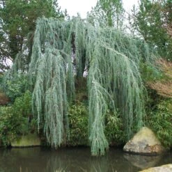 Weeping Blue Atlas Cedar Tree -Blooming Yard Weeping Blue atlas Cedar 1