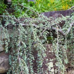 Weeping Blue Atlas Cedar Tree -Blooming Yard Weeping Blue atlas Cedar 5 FGT