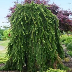 Weeping Norway Spruce Tree 7 Weeping Norway Spruce Tree -Blooming Yard Weeping Norway SPruce 2