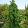 Weeping Norway Spruce Tree 2 Weeping Norway Spruce Tree -Blooming Yard Weeping Norway SPruce FGT 600x600 d111cbd0 5666 4827 8dfd af7284e7506e