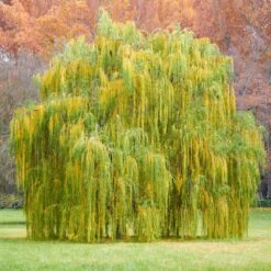 Weeping Willow -Blooming Yard Weeping Willow 11 FGT