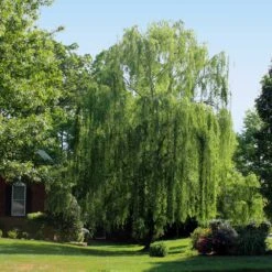 Weeping Willow -Blooming Yard Weeping Willow 2 FGT