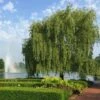 Weeping Willow -Blooming Yard Weeping Willow FGT 600x600 b02e8bcf 24b9 48b6 9038 817ddd25cb18