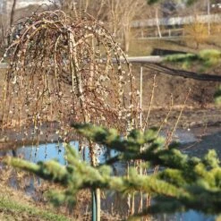 Weeping Pussy Willow -Blooming Yard Weeping pussy willow 1