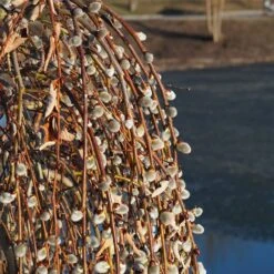 Weeping Pussy Willow -Blooming Yard Weeping pussy willow 2 FGT