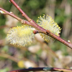 Weeping Pussy Willow -Blooming Yard Weeping pussy willow 7 FGT