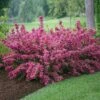 Sonic Bloom® Weigela Shrub -Blooming Yard Weigela Sonic Bloom Pink FGT 600x600 b76c560e 7c40 440b 8368 37b9949f794e