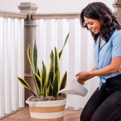 Air-Purifying House Plant Kit -Blooming Yard Whie Watering Can 2 af5196b4 a77c 4b15 b895 8aae9ad1b861