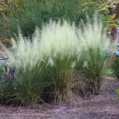 White Cloud Muhly Grass -Blooming Yard White Cloud Muhly Grass 4 FGT