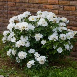 White Knock Out® Rose -Blooming Yard White Knockout Rose 4