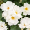 White Knock Out® Rose 2 White Knock Out® Rose -Blooming Yard White Knockout Rose FGT 600x600 fc28c2f4 7035 4827 9469 63a39fd1b55c